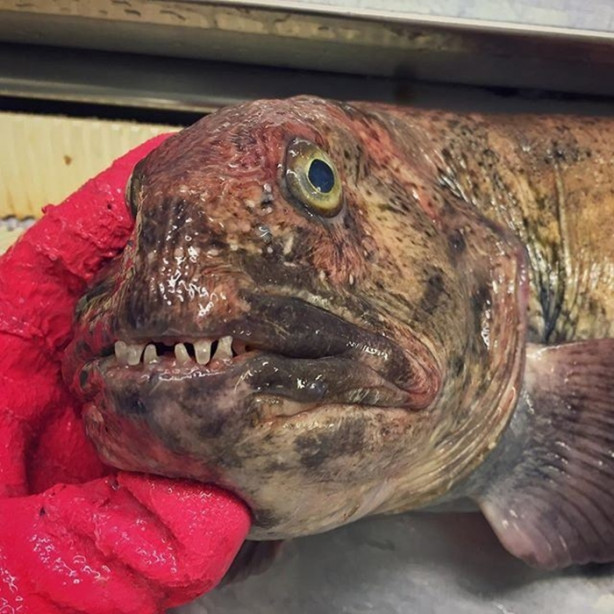 Foto - Bu canlının ne olduğuna dair bir fikriniz var mı?