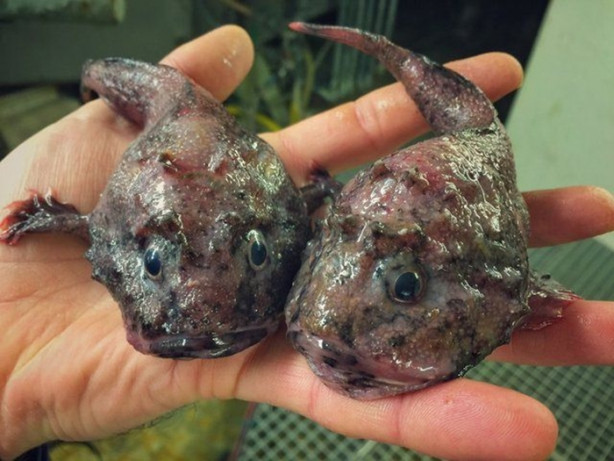 Foto - Bu canlının ne olduğuna dair bir fikriniz var mı?