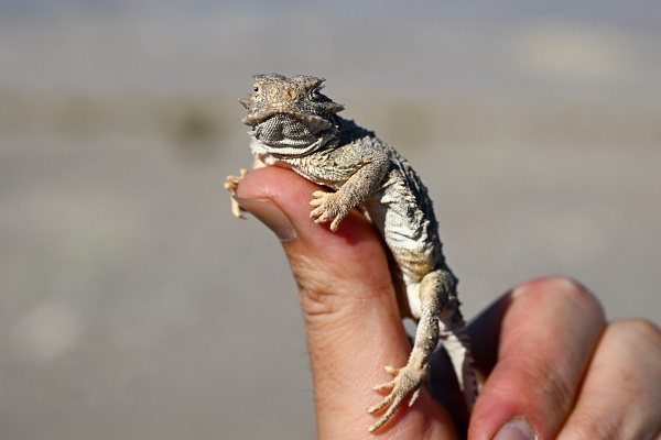 Foto - Bu canlının nesli tükenmek üzere