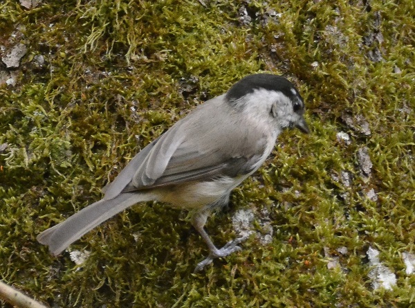 Foto - Bu canlının soyu tükenmek üzere!