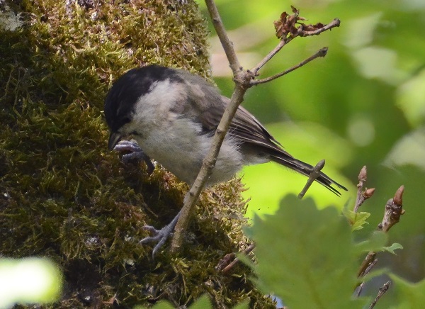 Foto - Bu canlının soyu tükenmek üzere!