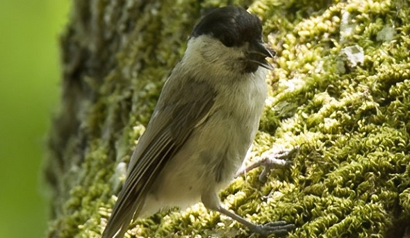 Bu canlının soyu tükenmek üzere!