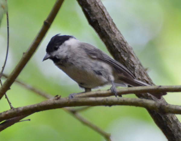 Foto - Bu canlının soyu tükenmek üzere!