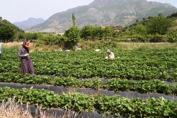 Foto - Bu çark durdurulmalı! Tarlada 8, tezgahta 30