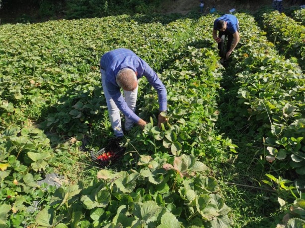 Foto - Bu çark durdurulmalı! Tarlada 8, tezgahta 30