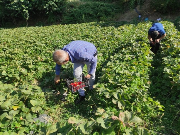 Foto - Bu çark durdurulmalı! Tarlada 8, tezgahta 30