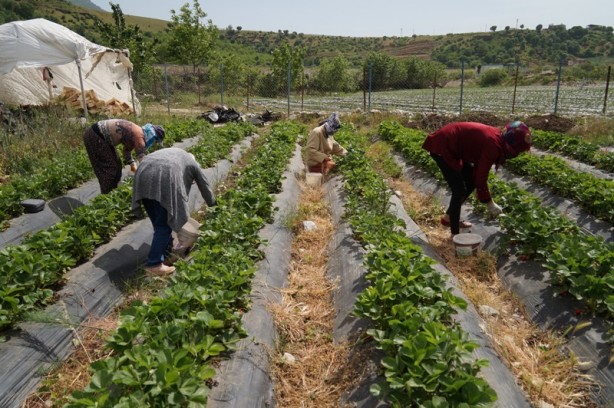 Foto - Bu çark durdurulmalı! Tarlada 8, tezgahta 30