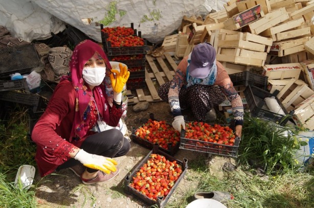Foto - Bu çark durdurulmalı! Tarlada 8, tezgahta 30