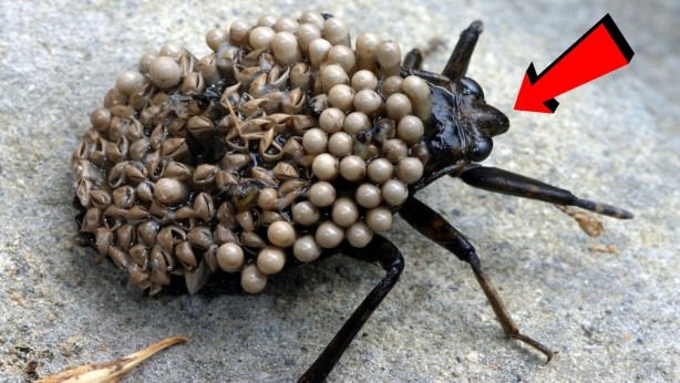 Foto - Bu çayı içenler aman dikkat! Duyunca şaşıracaksınız, üretilirken bakın ne oluyor