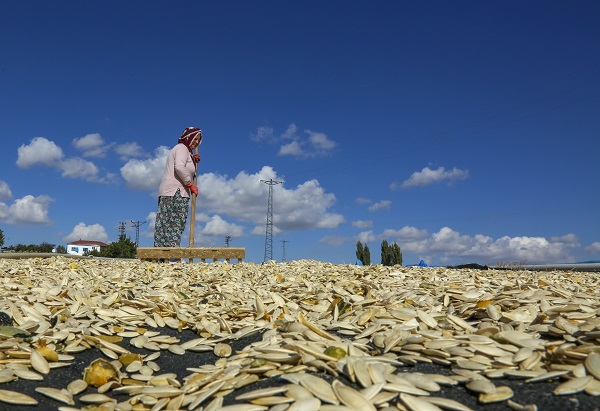 Foto - Bu çekirdeğin aroması bambaşka