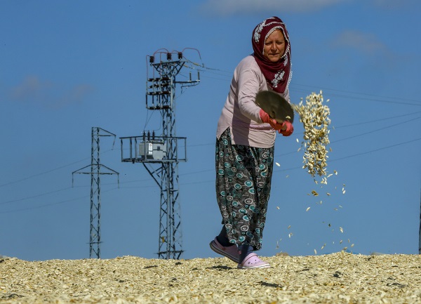 Foto - Bu çekirdeğin aroması bambaşka