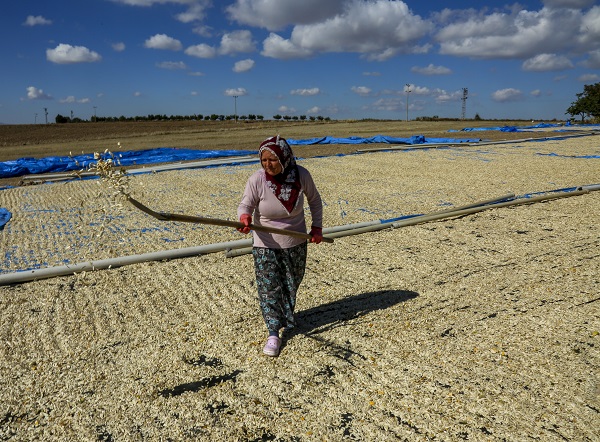 Foto - Bu çekirdeğin aroması bambaşka