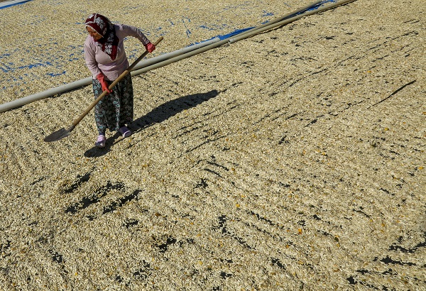 Foto - Bu çekirdeğin aroması bambaşka