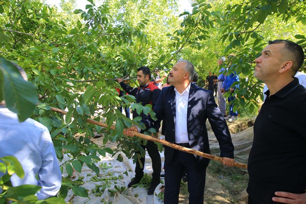Foto - Bu ceviz diğerlerinden çok farklı