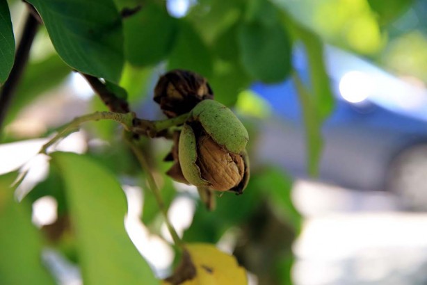 Foto - Bu ceviz diğerlerinden çok farklı