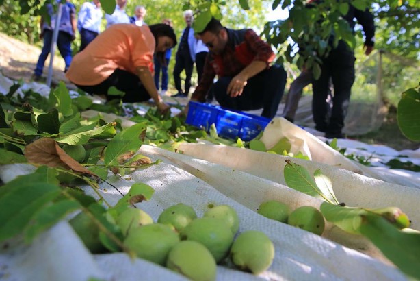 Foto - Bu ceviz diğerlerinden çok farklı