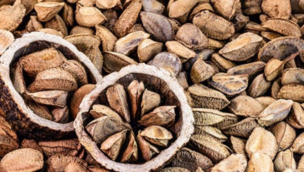 Foto - Bu cevizin faydalarını duyunca evinizden eksik etmeyeceksiniz! İşte vücuda 5 etkisi