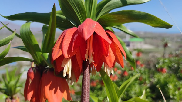 Foto - Bu çiçeğe dokunan yanıyor! 