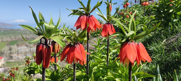 Bu çiçeğe dokunan yanıyor! 