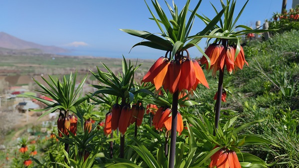 Foto - Bu çiçeğe dokunan yanıyor! 