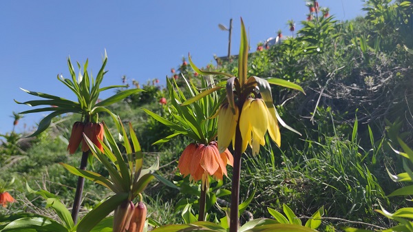 Foto - Bu çiçeğe dokunan yanıyor! 