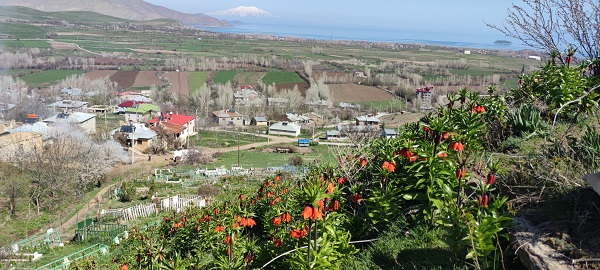 Foto - Bu çiçeğe dokunan yanıyor! 