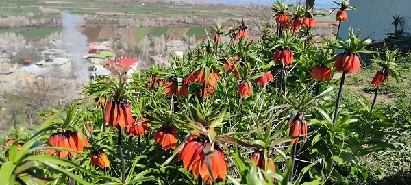 Foto - Bu çiçeğe dokunan yanıyor! 