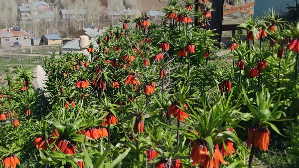 Foto - Bu çiçeğe dokunan yanıyor! 