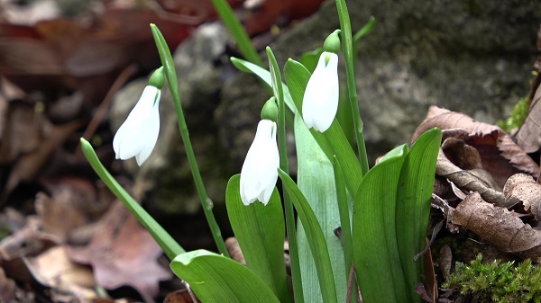 Foto - Bu çiçeğe yaklaşırken dikkat edin! Koparmanın cezası 387 bin 142 TL
