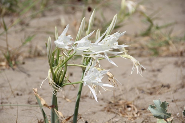Foto - Bu çiçeği koparan yandı! Cezası tam 80 bin TL