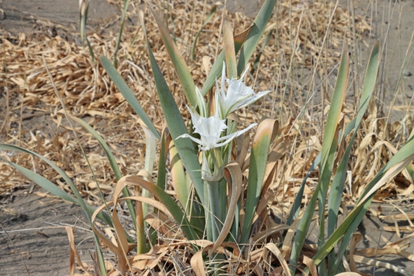 Foto - Bu çiçeği koparan yandı! Cezası tam 80 bin TL