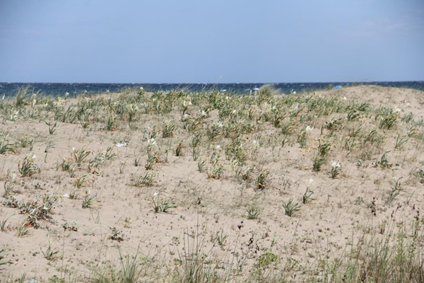 Foto - Bu çiçeği koparan yandı! Cezası tam 80 bin TL