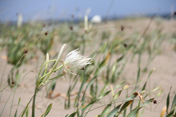 Foto - Bu çiçeği koparan yandı! Cezası tam 80 bin TL