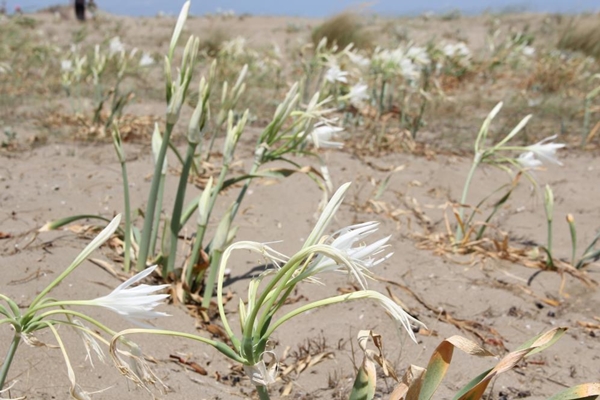 Foto - Bu çiçeği koparan yandı! Cezası tam 80 bin TL