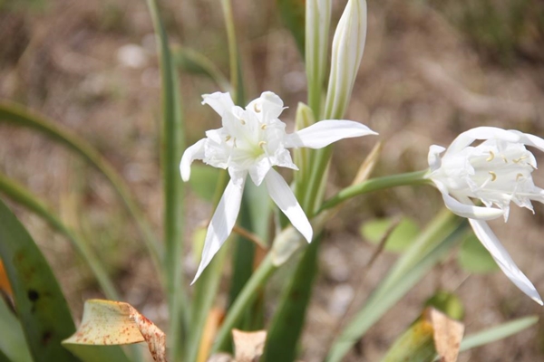Foto - Bu çiçeği koparan yandı! Cezası tam 80 bin TL