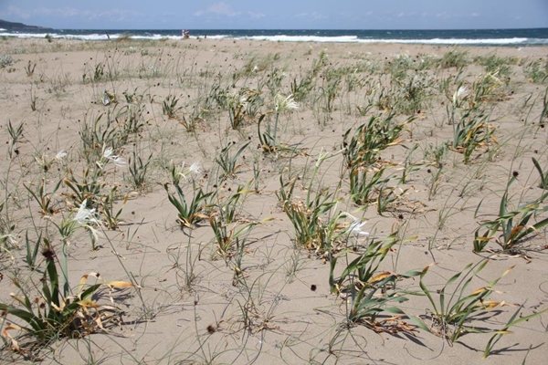 Foto - Bu çiçeği koparan yandı! Cezası tam 80 bin TL
