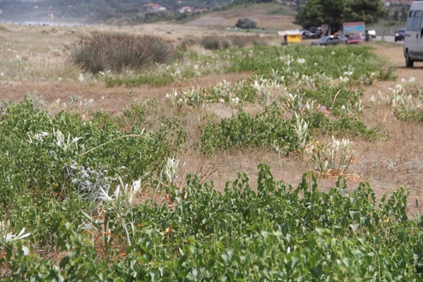 Foto - Bu çiçeği koparan yandı! Cezası tam 80 bin TL