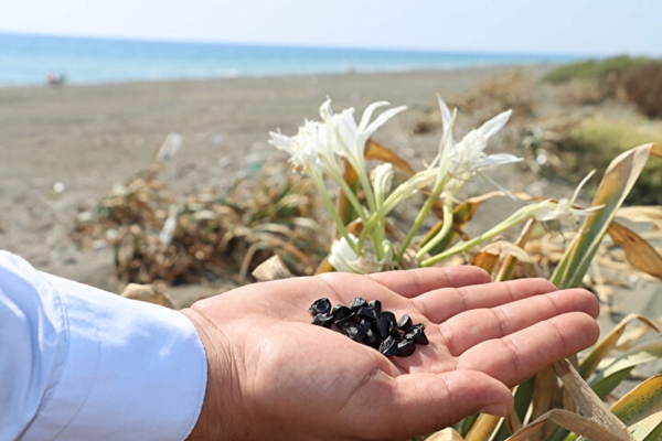 Bu çiçeği koparan yandı! Cezası tam 80 bin TL