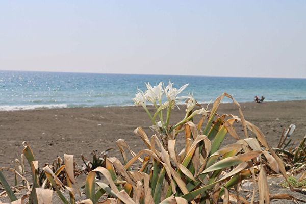 Foto - Bu çiçeği koparan yandı! Cezası tam 80 bin TL