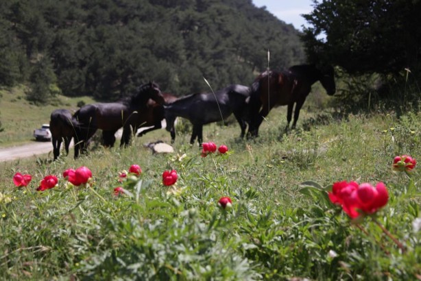 Foto - Bu çiçeği koparan yandı! Öyle bir cezası var ki