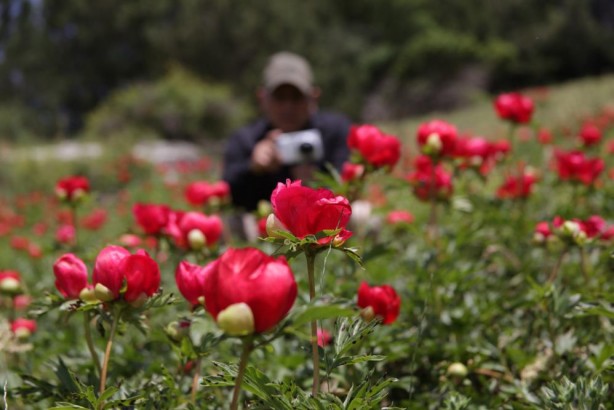 Bu çiçeği koparan yandı! Öyle bir cezası var ki