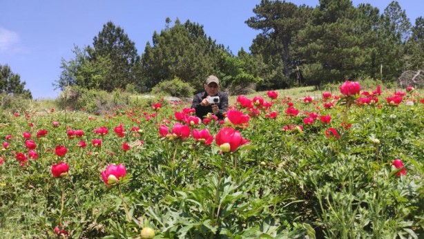 Foto - Bu çiçeği koparan yandı! Öyle bir cezası var ki