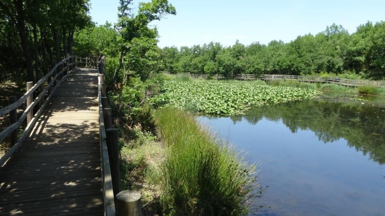 Foto - Bu çiçeği koparmadan önce düşünün! Cezası dudak uçuklatıyor