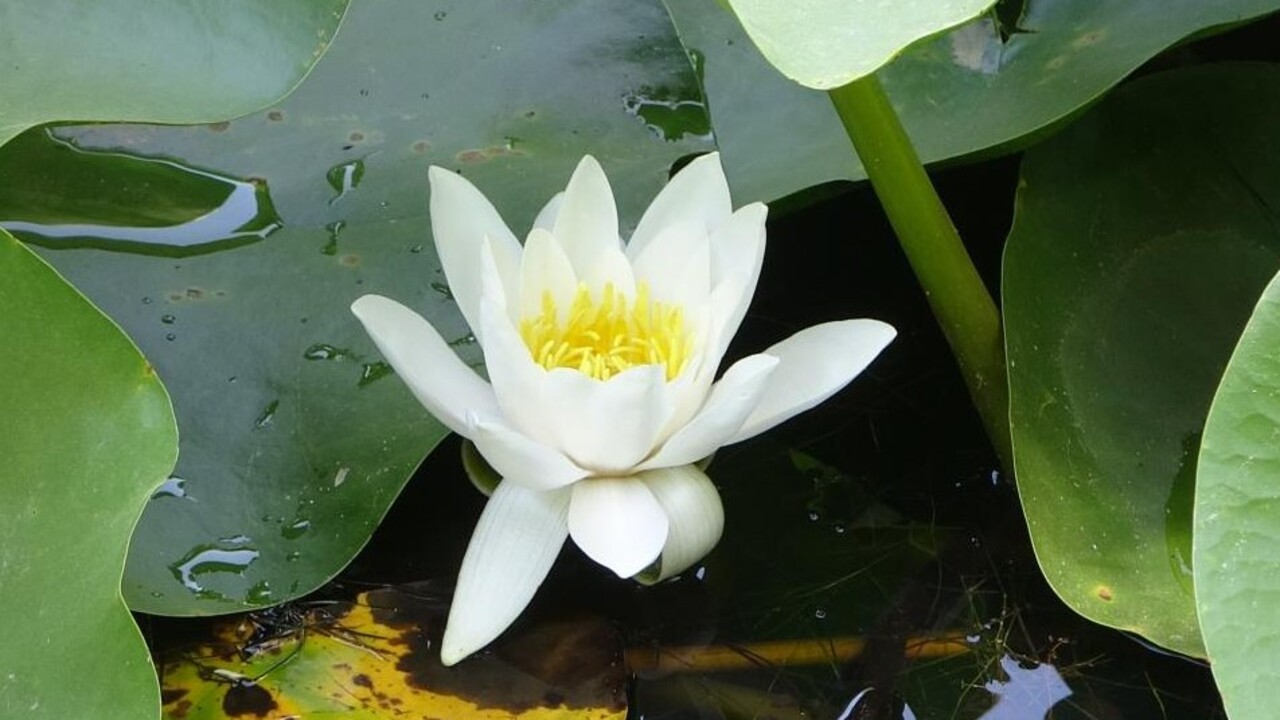 Bu çiçeği koparmadan önce düşünün! Cezası dudak uçuklatıyor