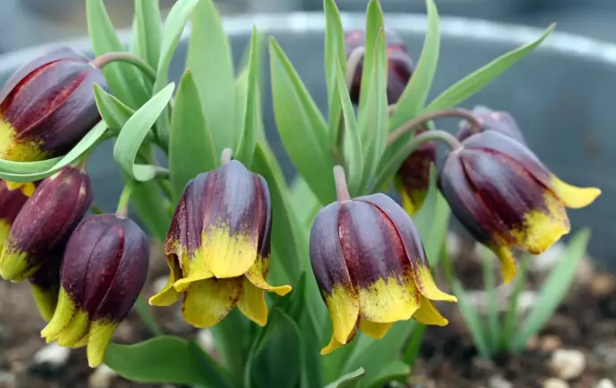 Bu çiçeği koparmanın cezası 577 bin lira