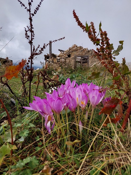 Foto - Bu çiçek kış habercisi! 