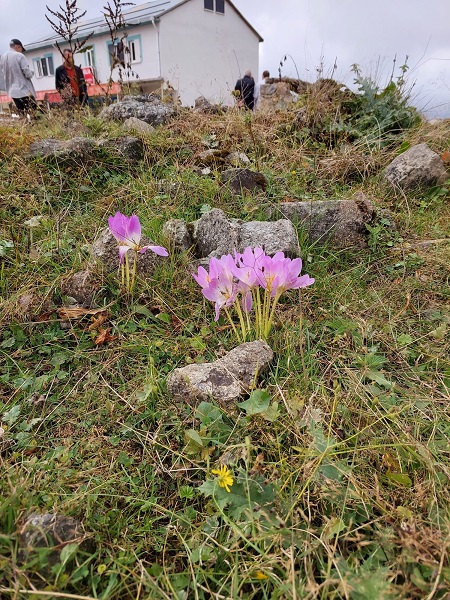 Foto - Bu çiçek kış habercisi! 