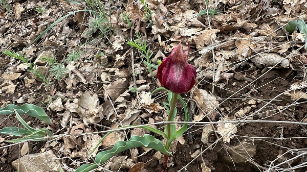 Foto - Bu çiçek sadece 15 gün yaşıyor