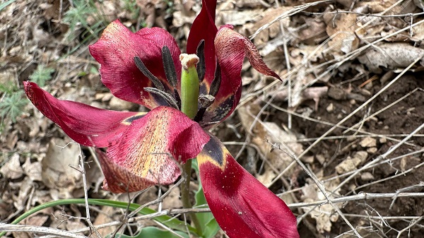 Foto - Bu çiçek sadece 15 gün yaşıyor