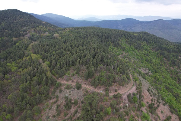 Foto - Bu çiçek sadece 15 gün yaşıyor